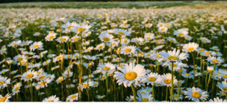 Remington Jane sex pornstar photo