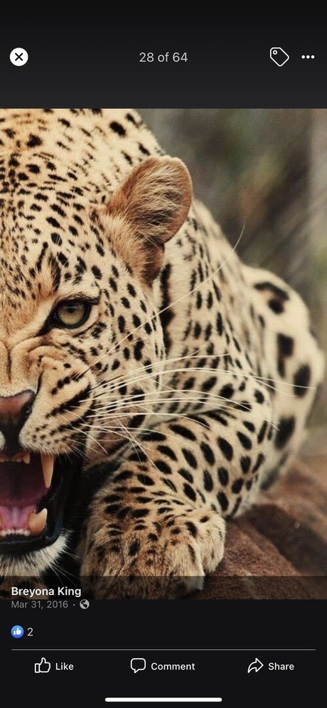 Life with RedRose star erotic img