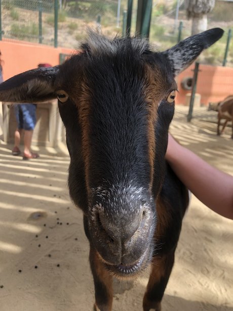 Couple Adventures pornstar photos