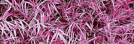 Jose L Rivera pornstar pretty gallery