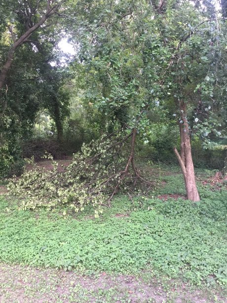 Tiger sex actress pic