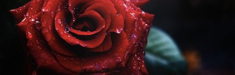 Tasha Vixen perfect model pics