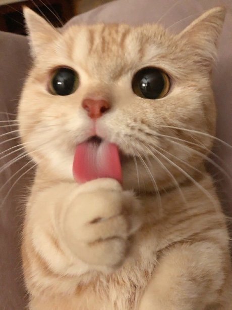 SAME_ model perfect image