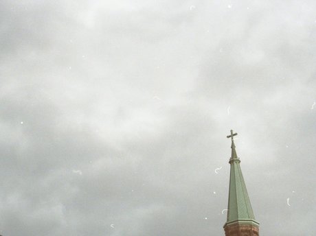 Sea Star star adult picture