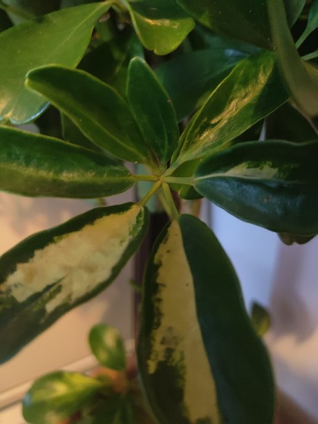 s1utty Shrubbery star adult photos