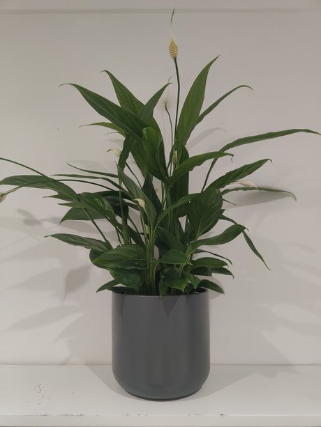 s1utty Shrubbery nude model photos