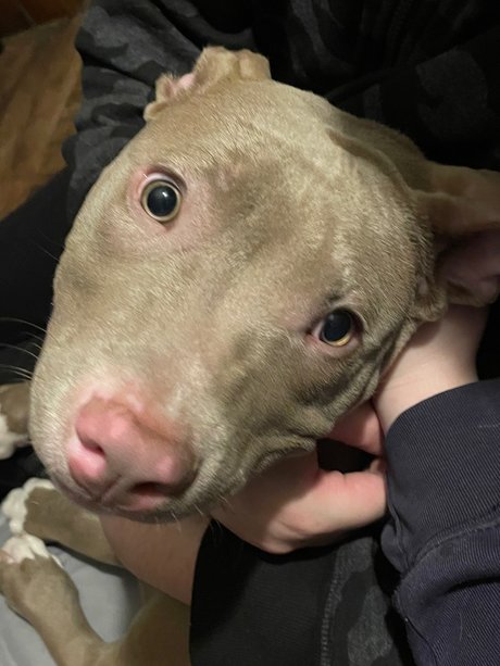 Sarebal adult actress images