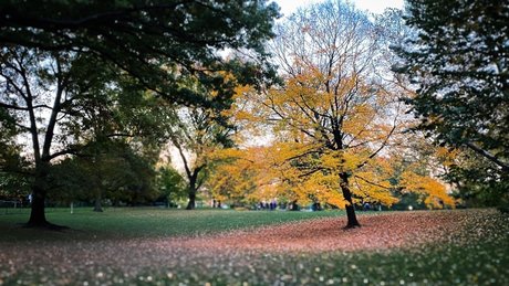 Josh Pink star best archive