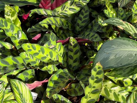 Natey boy art model picture