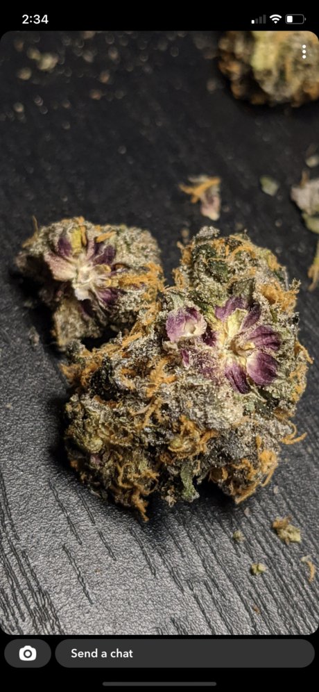 Flavor Chaserz adult actress galleries