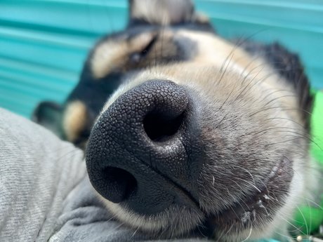 Sydney Schaub beautiful pornstar archive