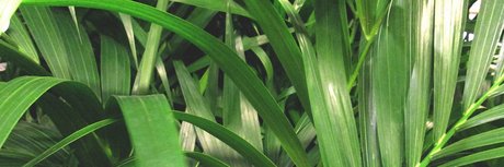 Eduardo Bailon star perfect image