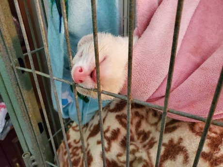 Ferret Fuzz Butts model sexy picture