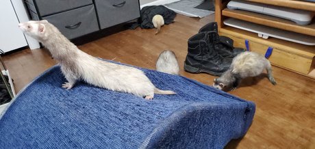 Ferret Fuzz Butts nudes model pics