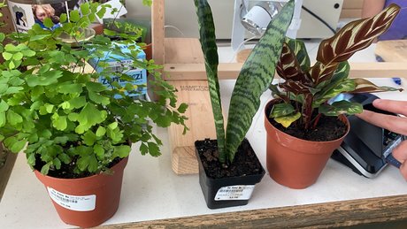 Caddy Rogers nudes star photos