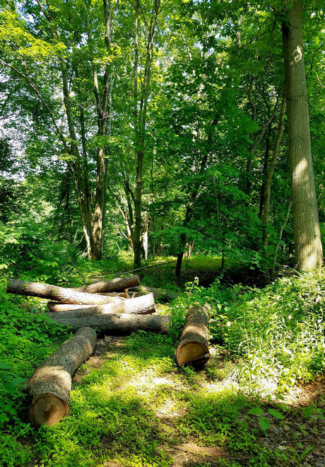 Onyx Rhyven s Page star perfect picture