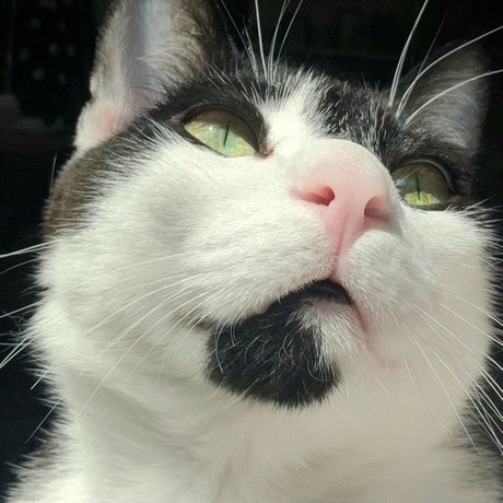 Oreo Cookie erotic actress pic