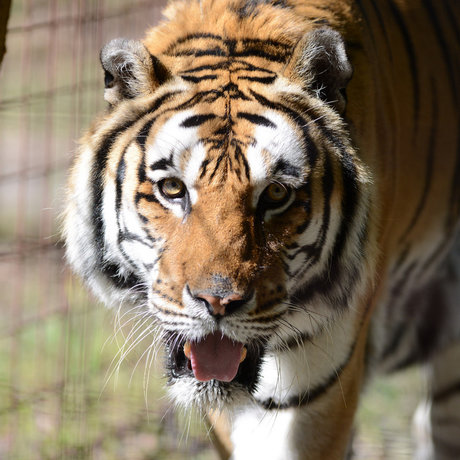 HiddenTiger Red pornographic model images