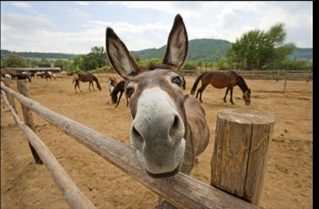 Burro Donkey best actress pictures