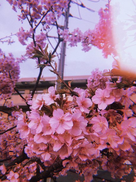 Mimi Neko art actress archive