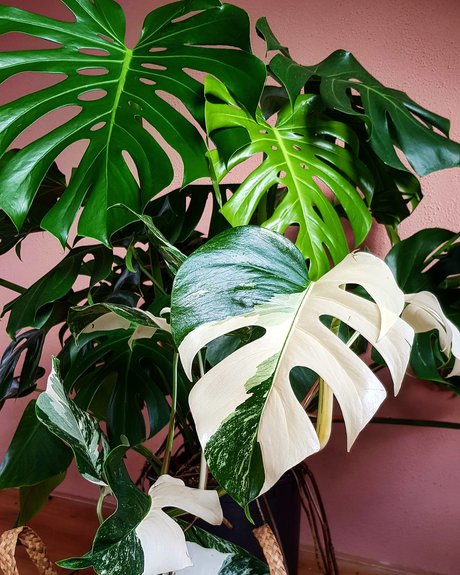 Monstera Mania model perfect archive