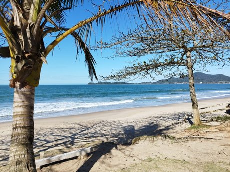 El Ni o star beautiful archive