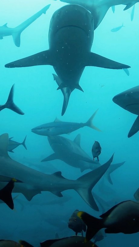 short n sweet high quality actress photo