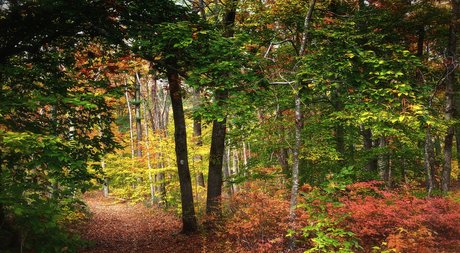 zachhh star erotic images