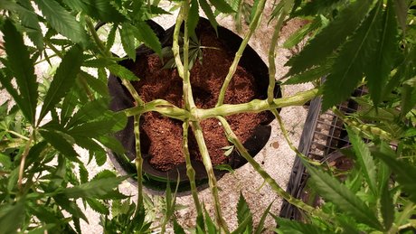 Ghost Face 89 hd actress photo