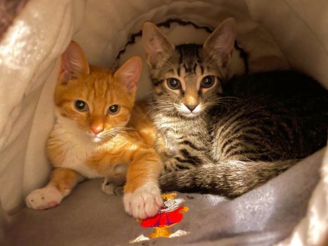 Justin Smith high quality actress pics