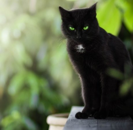 Summer Cat naked actress pictures