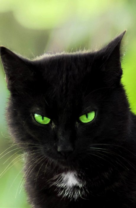 Summer Cat adult star photos