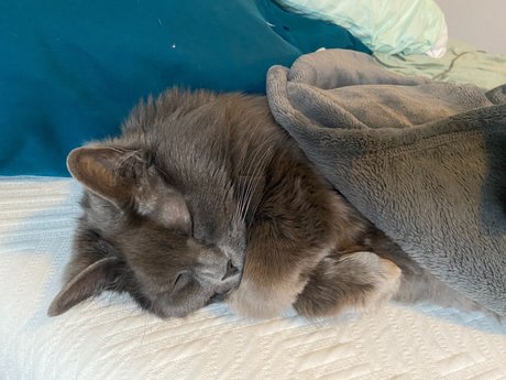 _abbythecat pornstar sex pictures