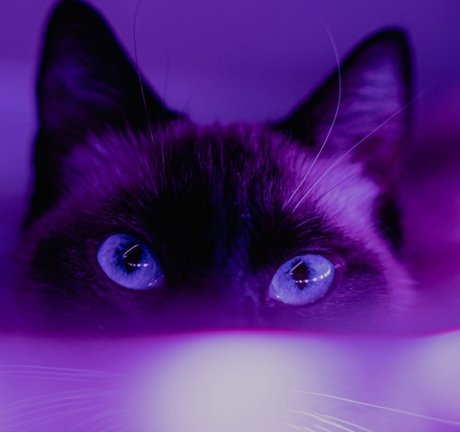 Mz Stevie sexy star pics