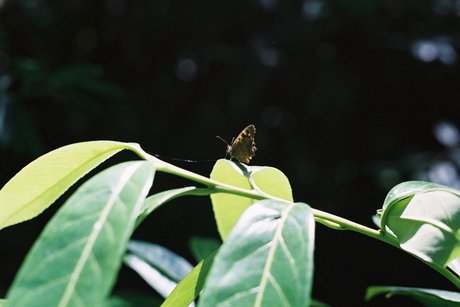 Nymph Feet star perfect img