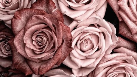 JordieGurl exclusive star pictures