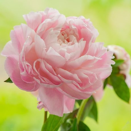 Penny Richards star erotic gallery