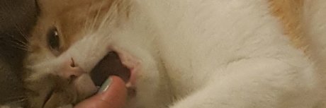 Professor Tokes model nice galleries