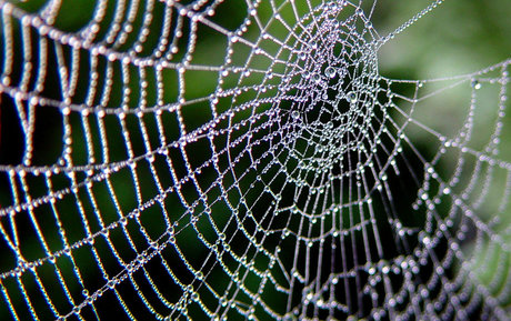 OrbWeaver pornstar high quality gallery