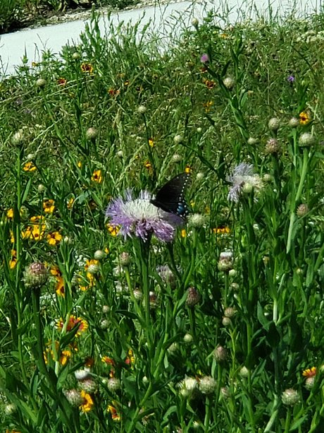 Jo Brite xxx pornstar pics