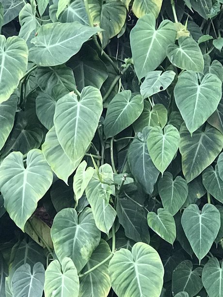 Tiger Scott sexy pornstar archive