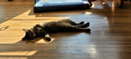 Go For Sho best model pic