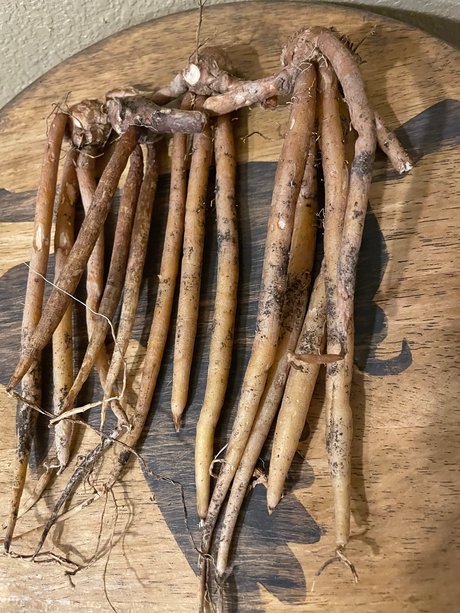 The plantguy nude star pic