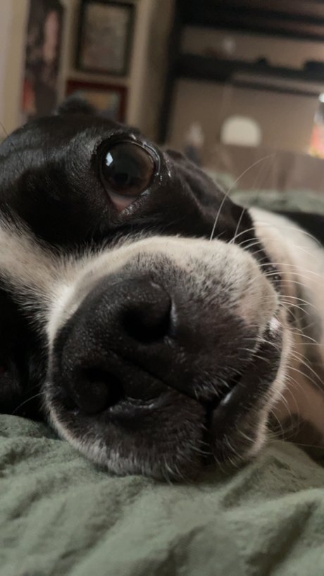 poppy nice model pics