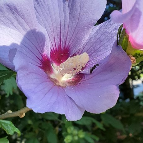 Princess Peech model pretty pictures