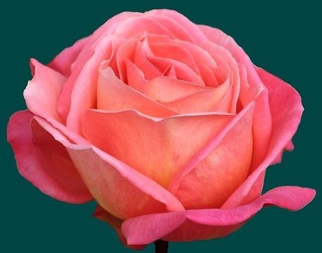 S d ct v Mistr ss model image