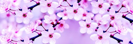 eevee best star pictures