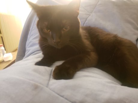 Pika Good Boy pornstar nudes archive