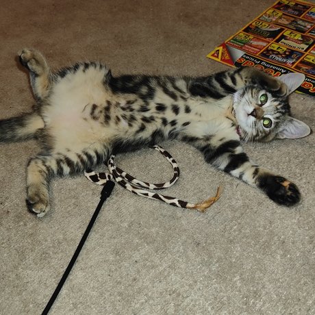 MewPaul nice model image