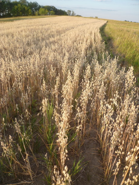 Richard Nixon was not swag sex star pic